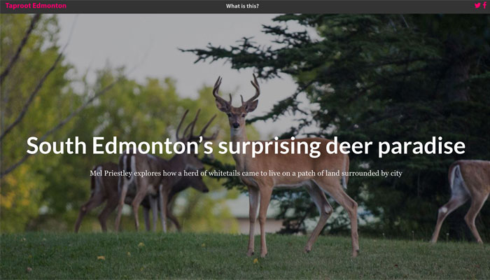 South Edmonton’s Surprising Deer Paradise by Mel Priestly